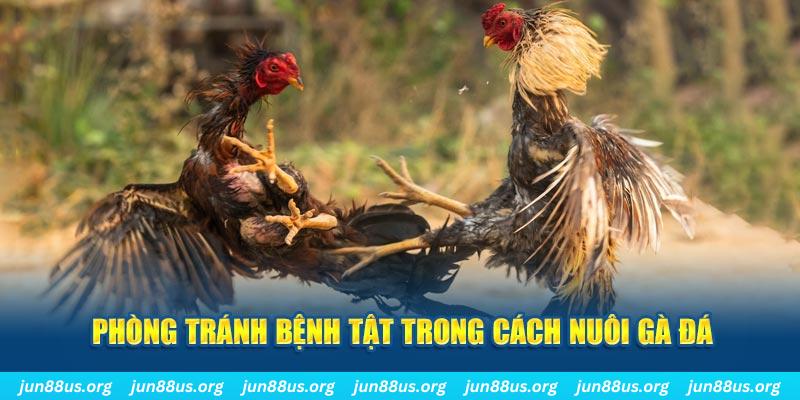 win 789 natural” trong baccarat nghĩa là gì？